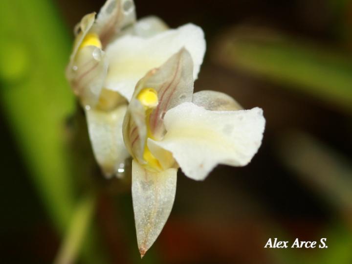 Scaphyglottis tenella