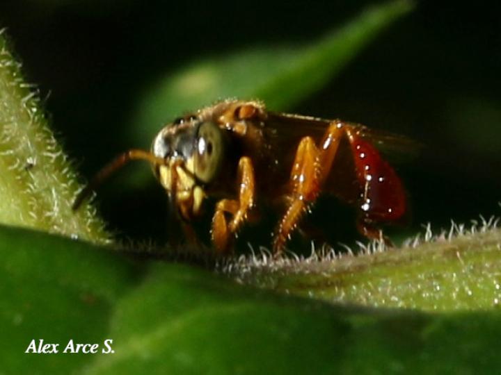 Scaptotrigona pectoralis (Enredapelo)