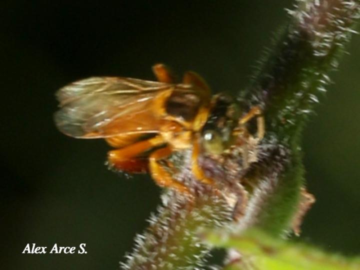 Scaptotrigona pectoralis (Enredapelo)