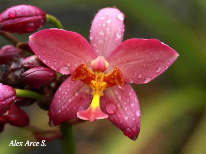 Spathoglottis plicata (Orquídea terrestre filipina)