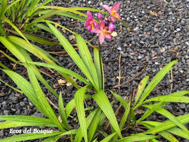 Spathoglottis plicata (Orquídea terrestre filipina)