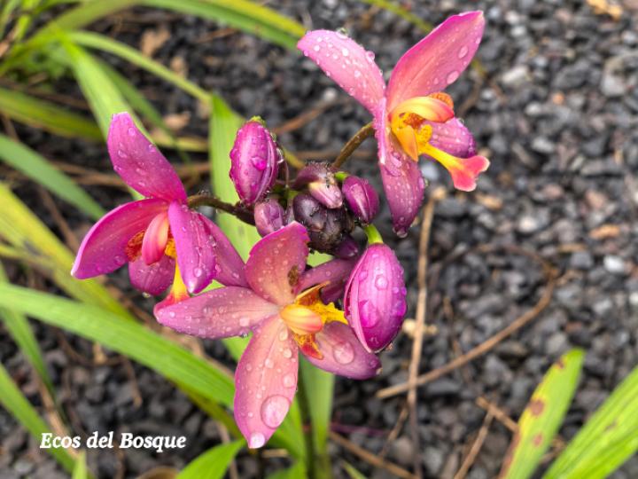 Spathoglottis plicata (Orquídea terrestre filipina)