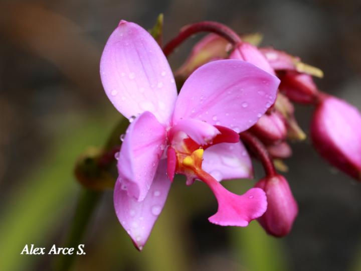 Spathoglottis plicata (Orquídea terrestre filipina)