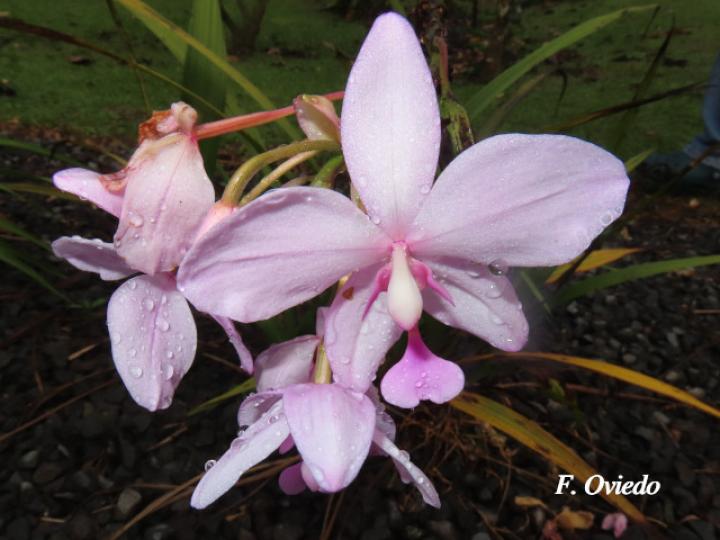 Spathoglottis plicata (Orquídea terrestre filipina)