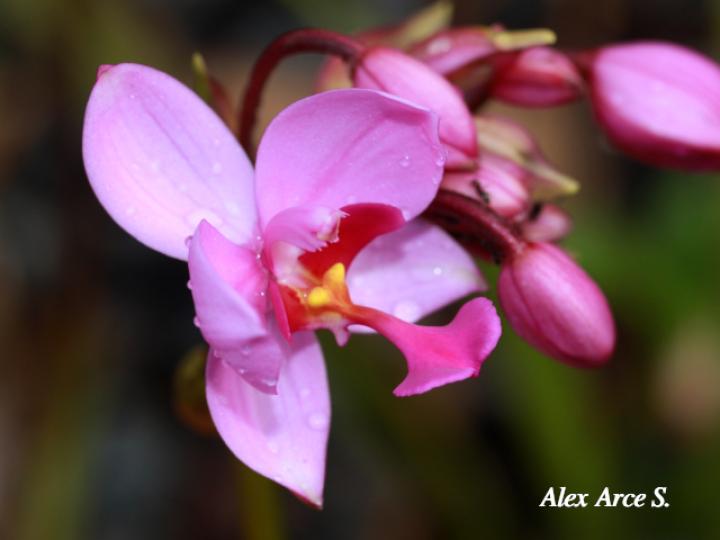 Spathoglottis plicata (Orquídea terrestre filipina)