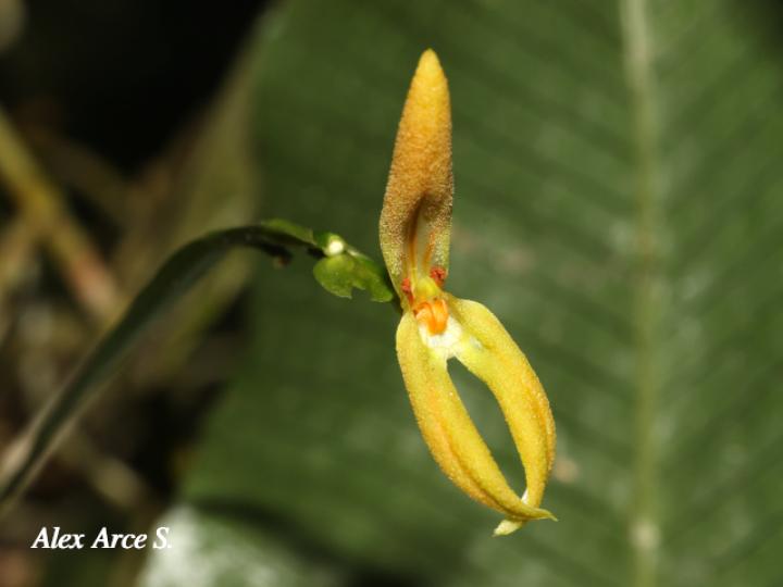 Specklinia spectabilis