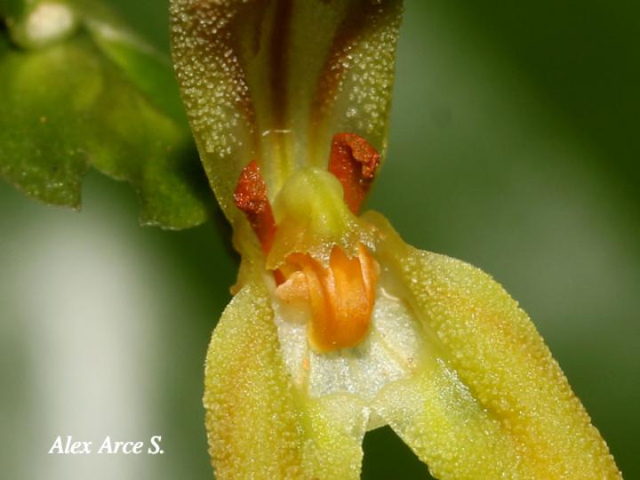 Specklinia spectabilis