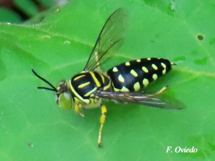 Sticta maculata (Mosca de la arena)