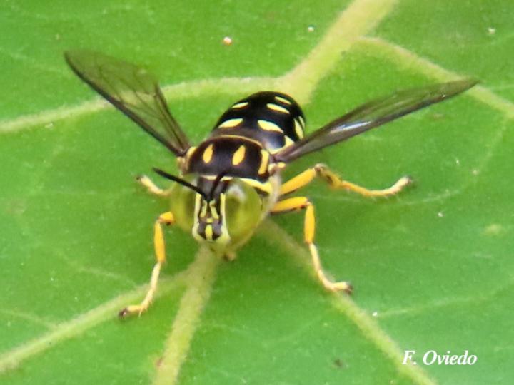 Sticta maculata (Mosca de la arena)