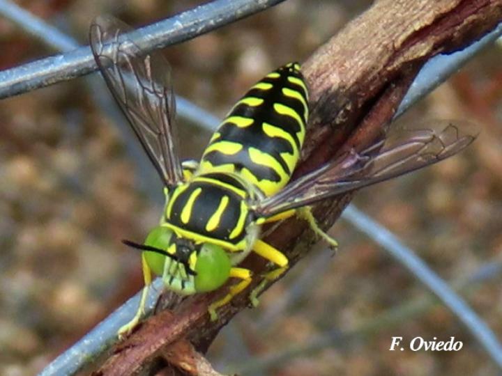 Stictia signata  (Mosca de la arena)