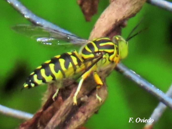 Stictia signata  (Mosca de la arena)