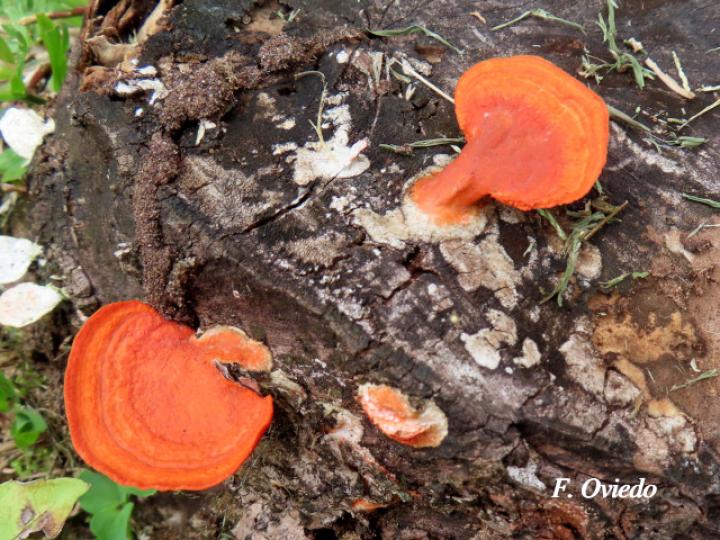 Trametes cinnabarina
