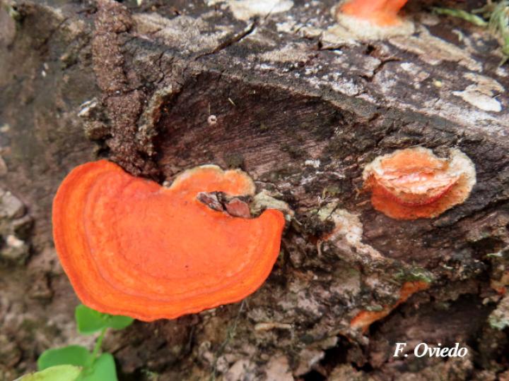 Trametes cinnabarina