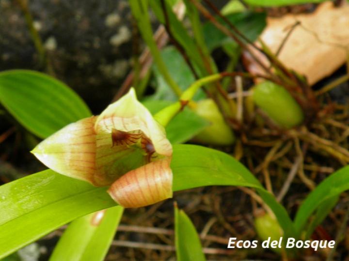 Trigonidium egertonianum