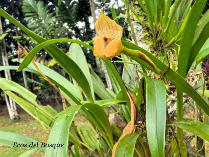 Trigonidium egertonianum