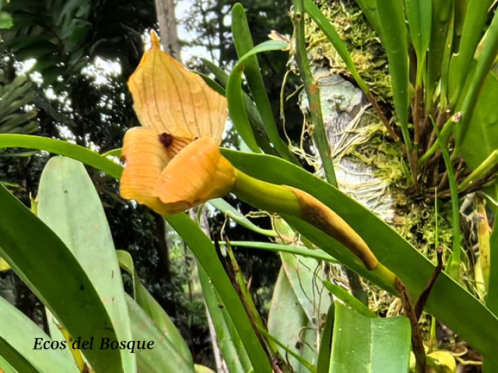 Trigonidium egertonianum