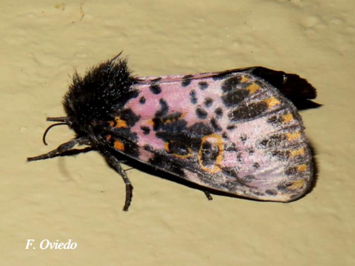 Xanthopastis timais