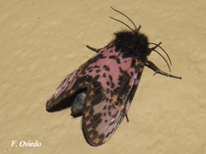 Xanthopastis timais