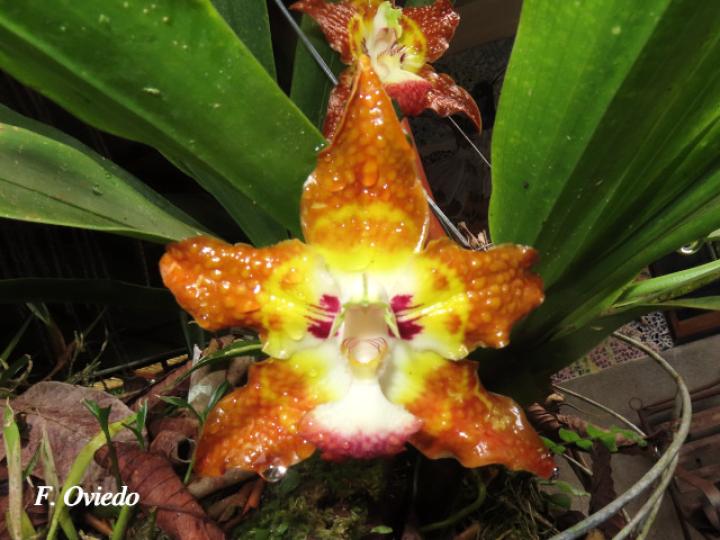 Huntleya burtii (Cara de gato)