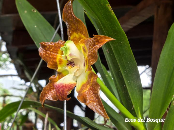 Huntleya burtii (Cara de gato)