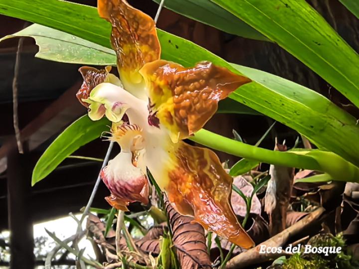 Huntleya burtii (Cara de gato)