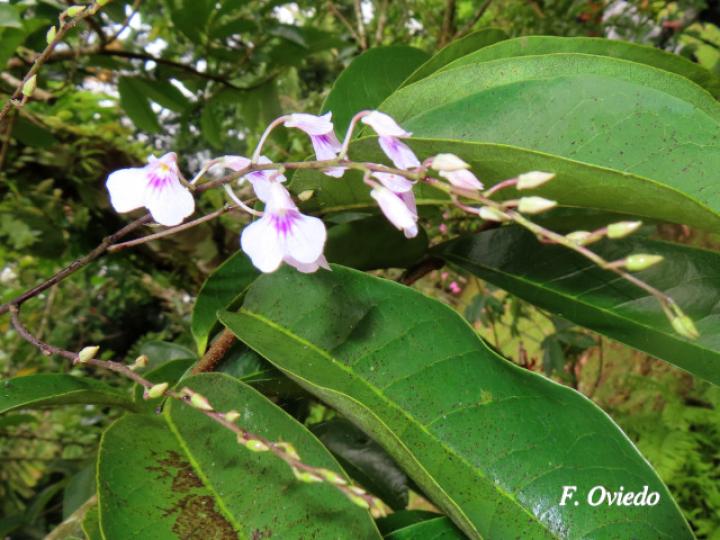 Ionopsis utricularioides