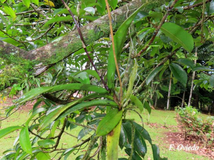 Ionopsis utricularioides