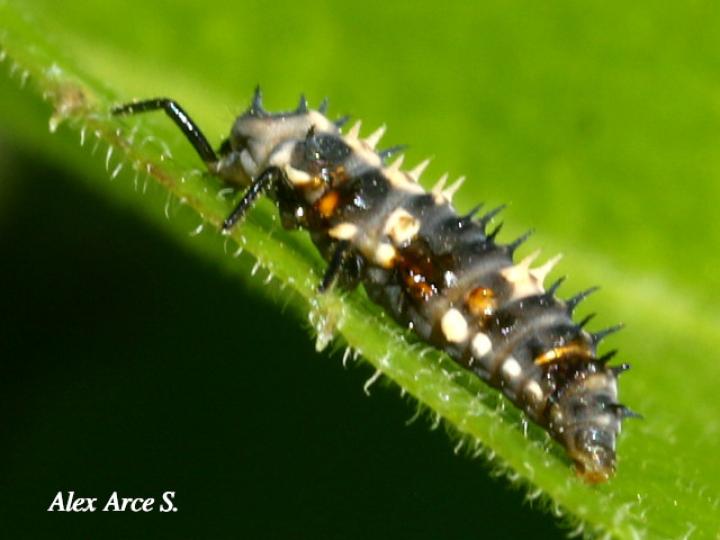 Adalia bipunctata (Mariquita de dos puntos)