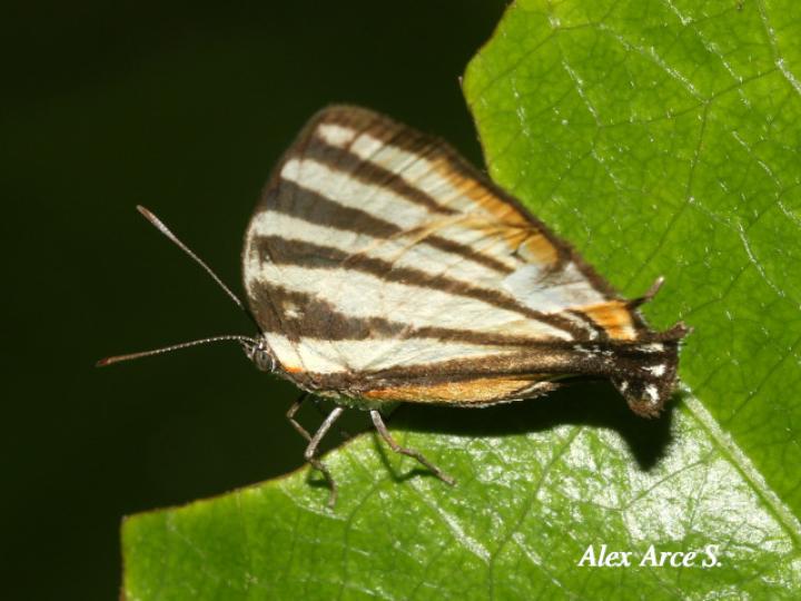 Arawacus lincoides