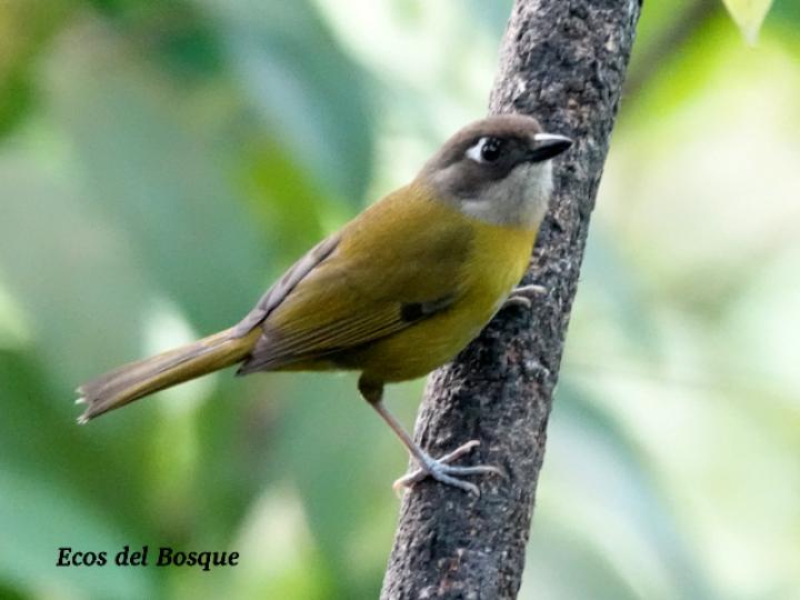 Chlorospingus flavopectus (Chlorospingus ojeruda)