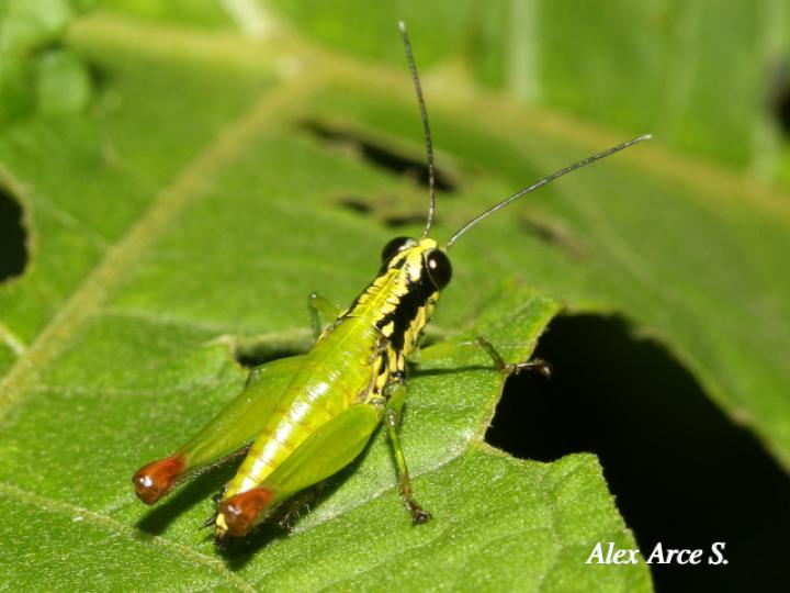 Drymophilacris bimaculata