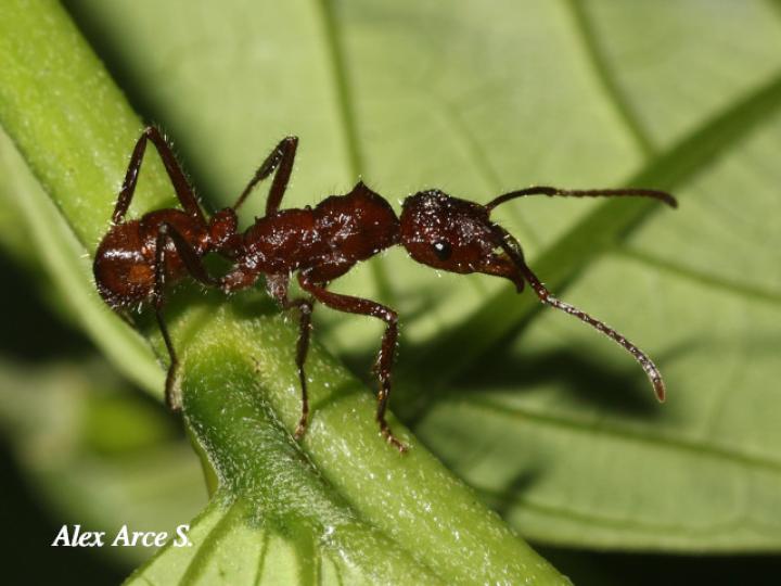 Ectatomma tuberculatum