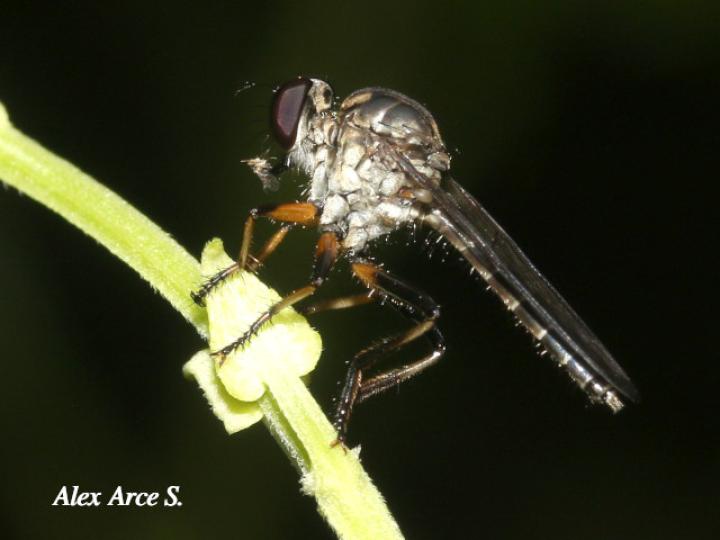 Efferia albibarbis (Mosca asesina)