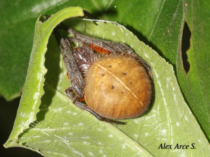 Eriophora ravilla (Araña tropical de tela orbicular)