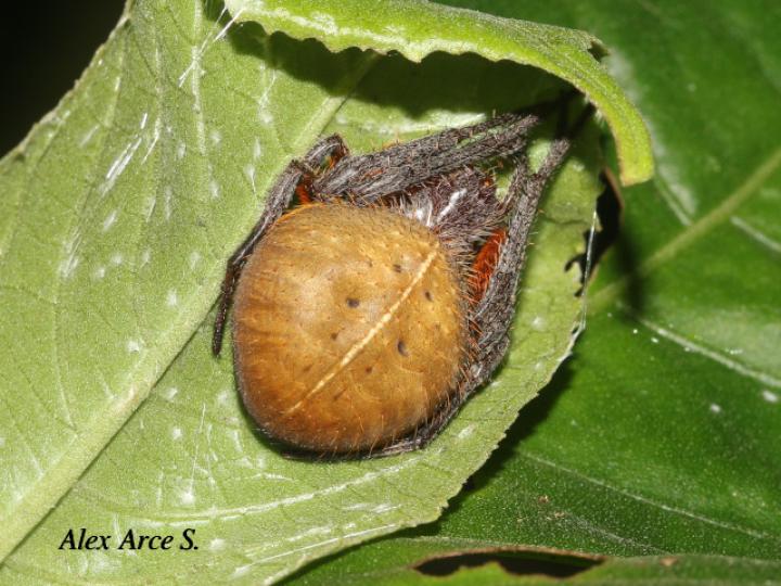 Eriophora ravilla (Araña tropical de tela orbicular)