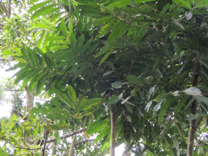 Guarea grandifolia (Cocora)