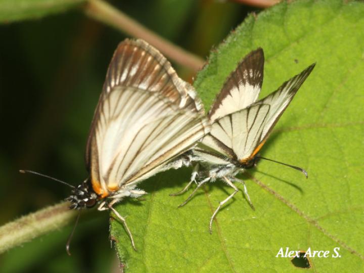 Heliopetes arsalte (Capitán blanco veteado)