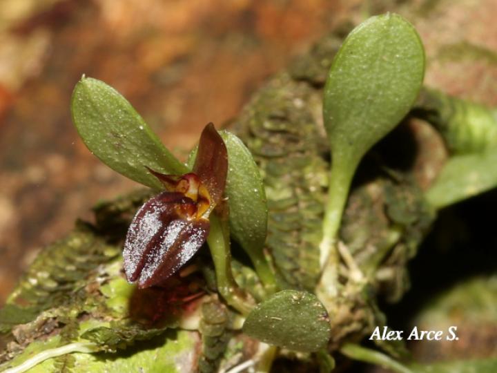 Lankesteriana barbulata