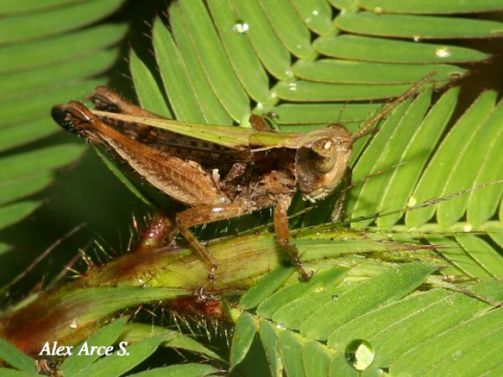 Orphulella punctata