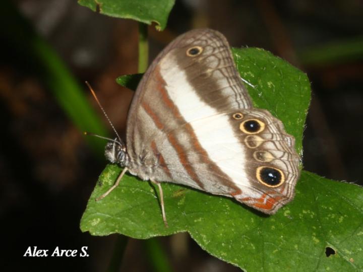 Pareuptychia metaleuca (Sátiro de una banda)