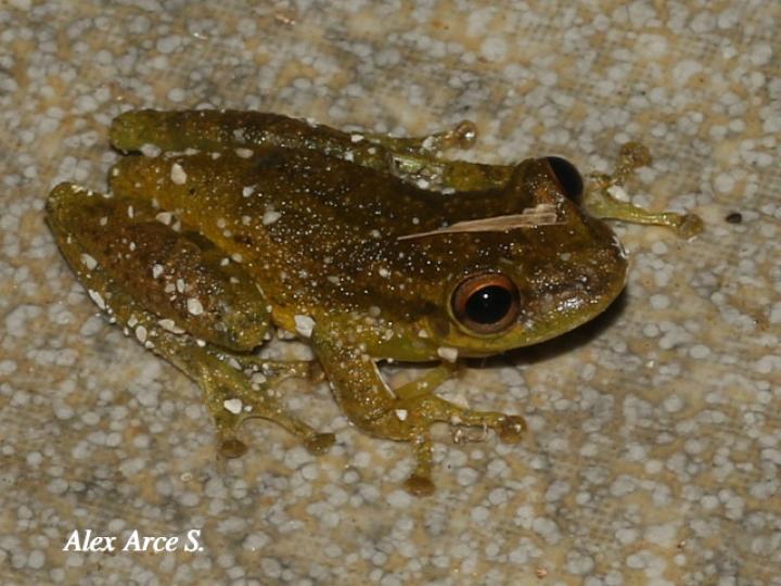 Scinax elaeochroa (Rana verde oliva de hocico largo)