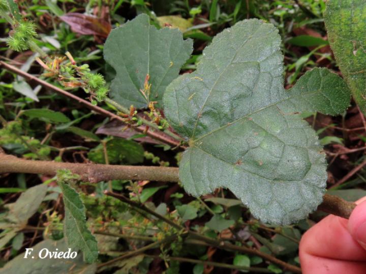 Triumfetta lappula (Mozote)