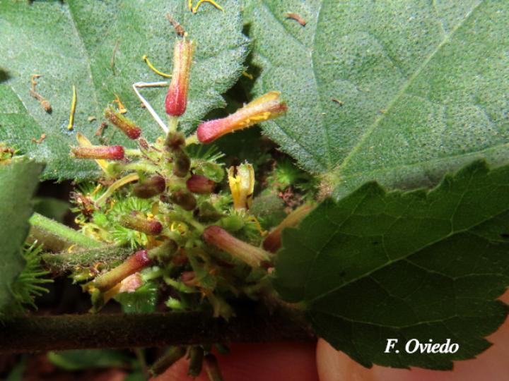 Triumfetta lappula (Mozote)