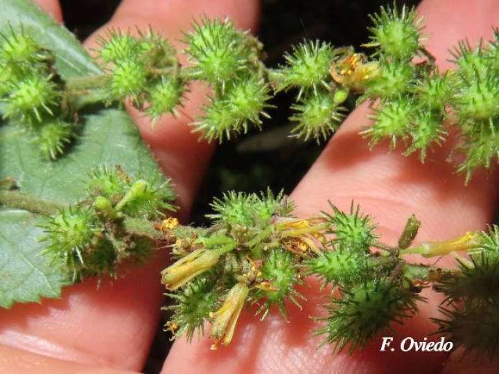 Triumfetta lappula (Mozote)