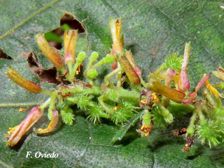 Triumfetta lappula (Mozote)