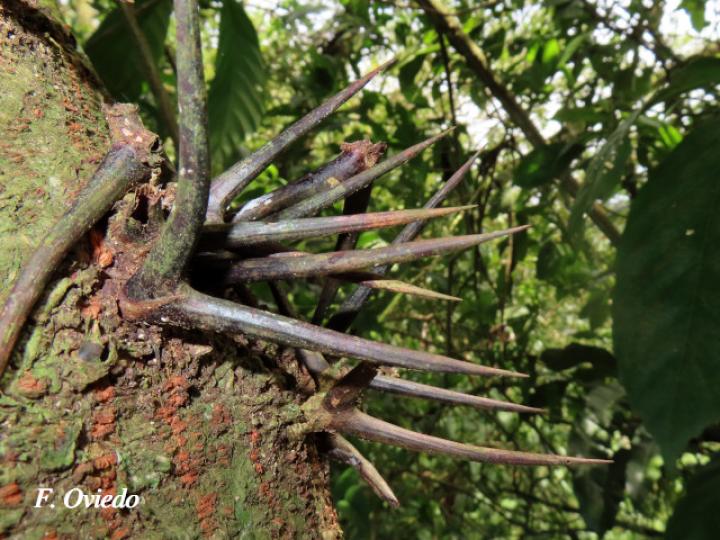 Vachellia ruddiae (Cornizuelo)
