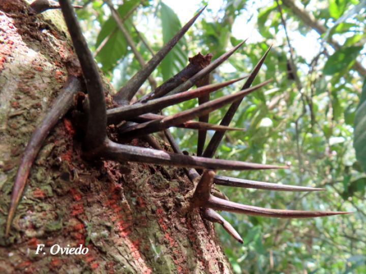Vachellia ruddiae (Cornizuelo)