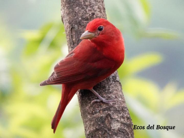Piranga rubra (Tangara veranera)