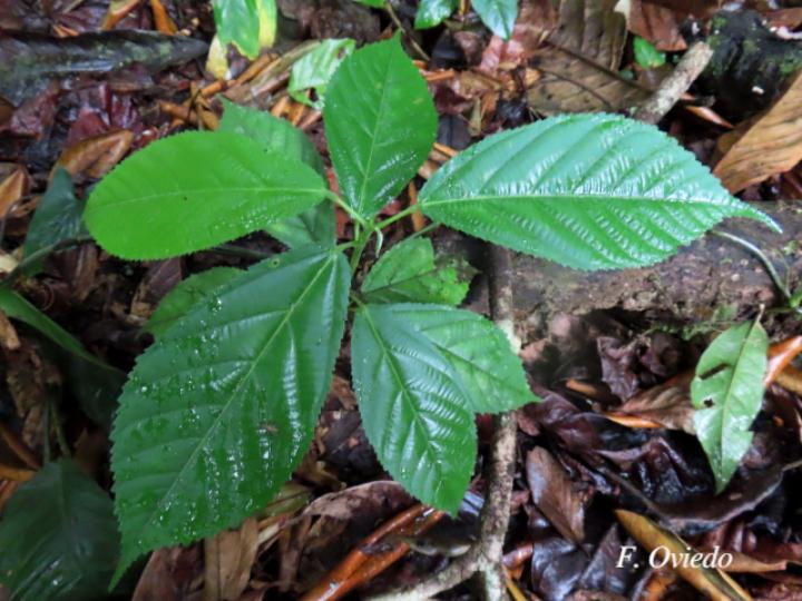 Apeiba membranacea (Peine de mico, Plantula)