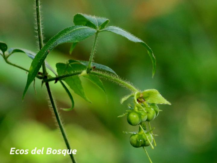 Dalechampia websteri